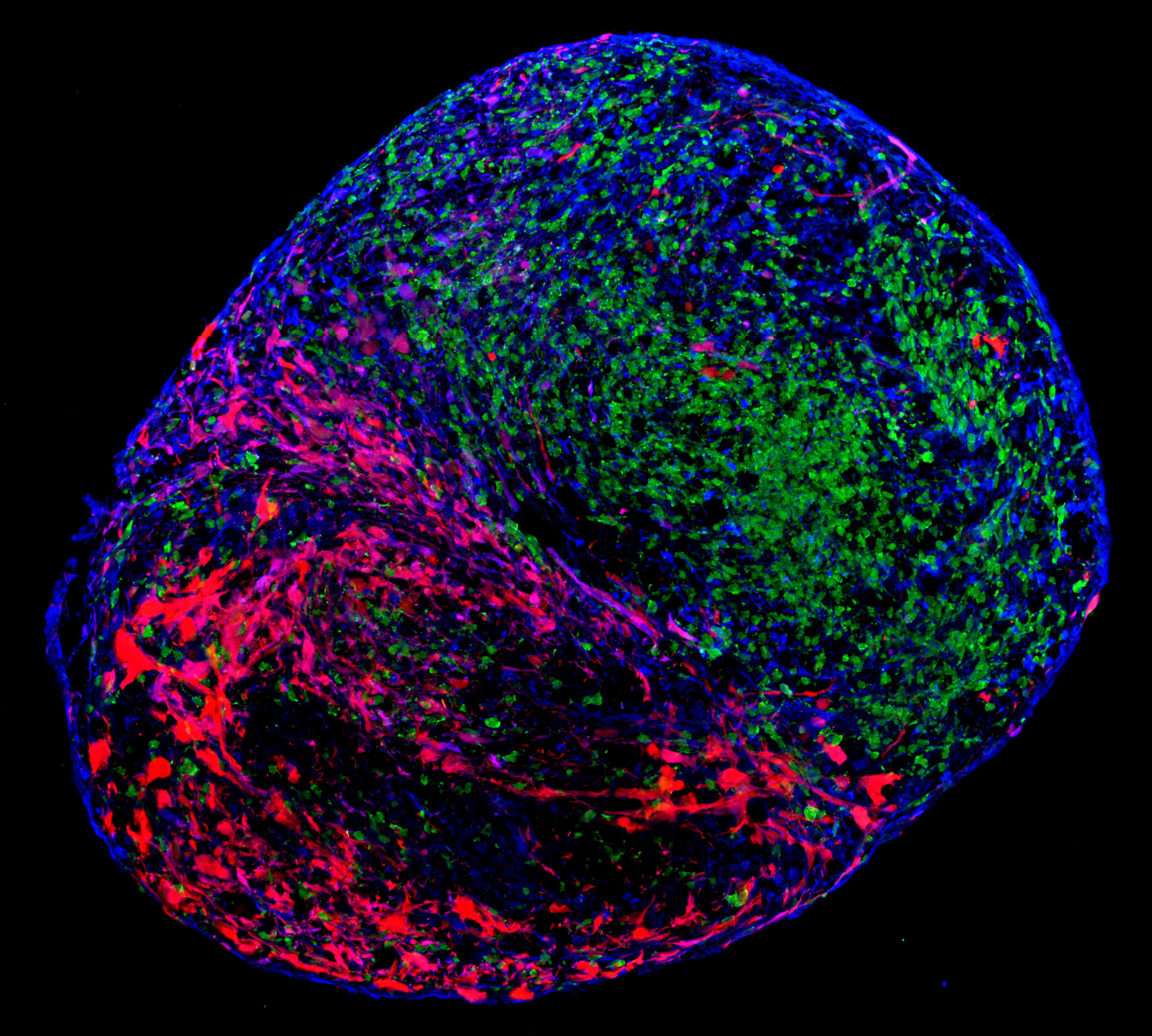 Fluorescent microscopy of a rounded structure containing many cells colored in green, blue, red, and pink.