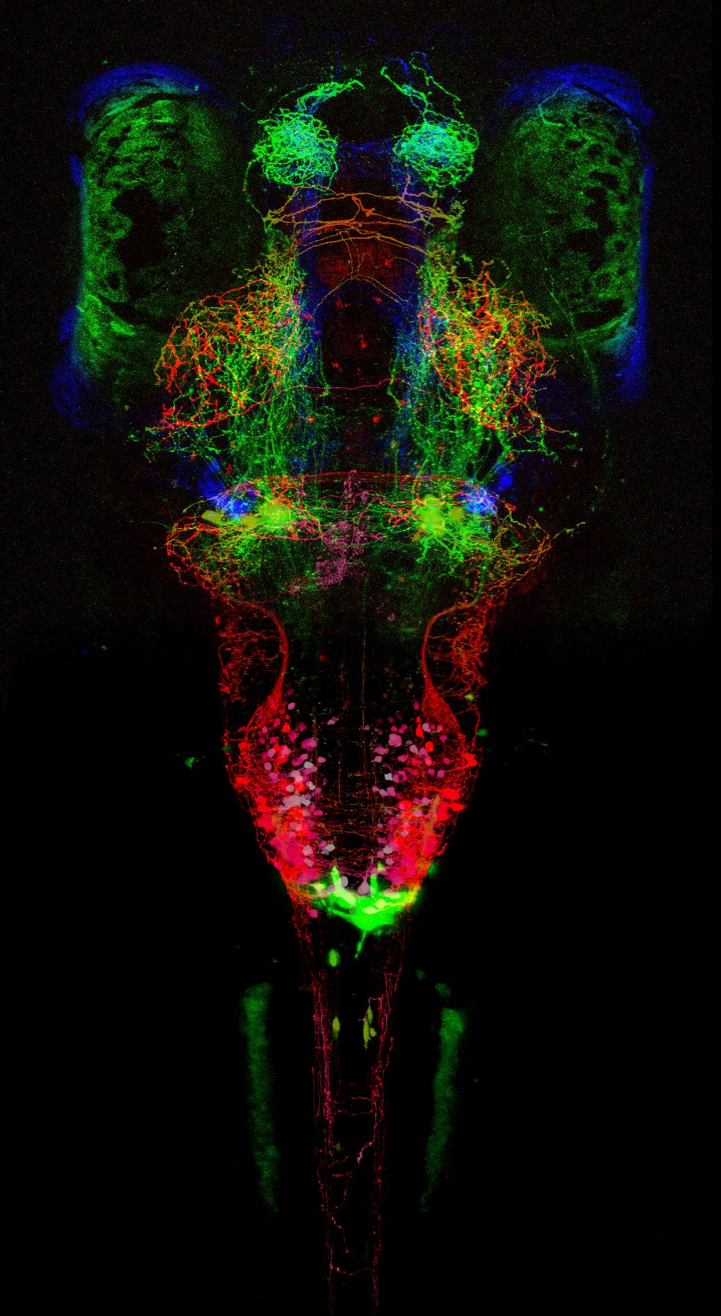 Fluorescent microscopy of many neurons and their processes, labeled in red, green, and blue, across the body of a larval zebrafish.
