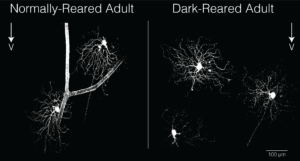 Ventral-preferring directionally-selective ganglion cells (vDSGCs) in animals reared normally have dendrites that also point ventrally (towards bottom of image). vDSGCs from animals reared in the dark have randomly oriented dendrites, but are still tuned to ventral motion. Image: Feller lab.