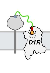 Schematic diagram of a cell membrane with the M protein and D1R embedded in it, next to each other. M and D1R are connected by the P molecule on the regions of their structures that are on the outer surface of the membrane.