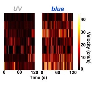 Heat maps of velocity (0 to 40 centimeters per second) over time (0 to 120 seconds) for UV and blue light conditions for 7 trials. The blue light condition shows much more time in higher velocity colors than the UV light condition.
