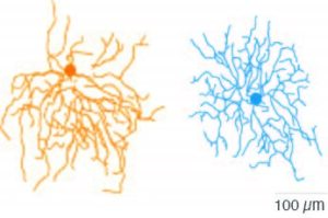 Tracings of the dendritic trees of two neurons, the left one in gold and the right one in blue. The left neuron has dendrites that are mostly oriented downward, and the right neuron has symmetrically oriented dendrites.