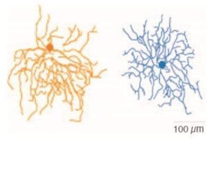 Tracings of the dendritic trees of two neurons, the left one in gold and the right one in blue. The left neuron has dendrites that are mostly oriented downward, and the right neuron has symmetrically oriented dendrites.