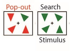Two boxes labeled “Pop-out” and “Search Stimulus”, respectively. The pop-out box contains three red triangles and a green triangle, all in different orientations, with a plus sign in the middle of the box. The search stimulus box contains four green triangles, all in different orientations, with a plus sign in the middle.