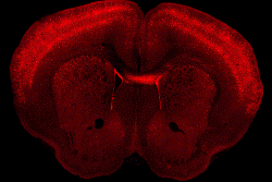 Microscope image of a brain slice, with many neurons across the top and a region in the middle labeled in red.