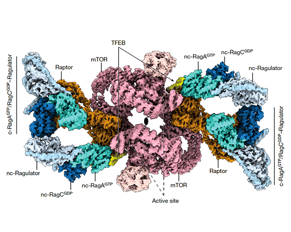 Scientists determine structure of protein megacomplex that controls degradation of cell components