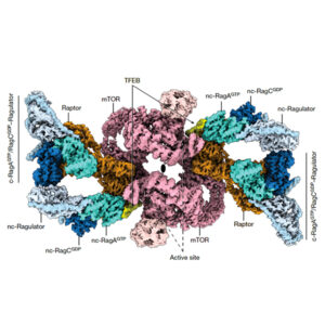 A model of a protein structure with many different regions shown in different colors.