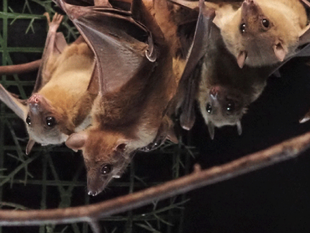 Bat study reveals how the brain is wired for collective behavior