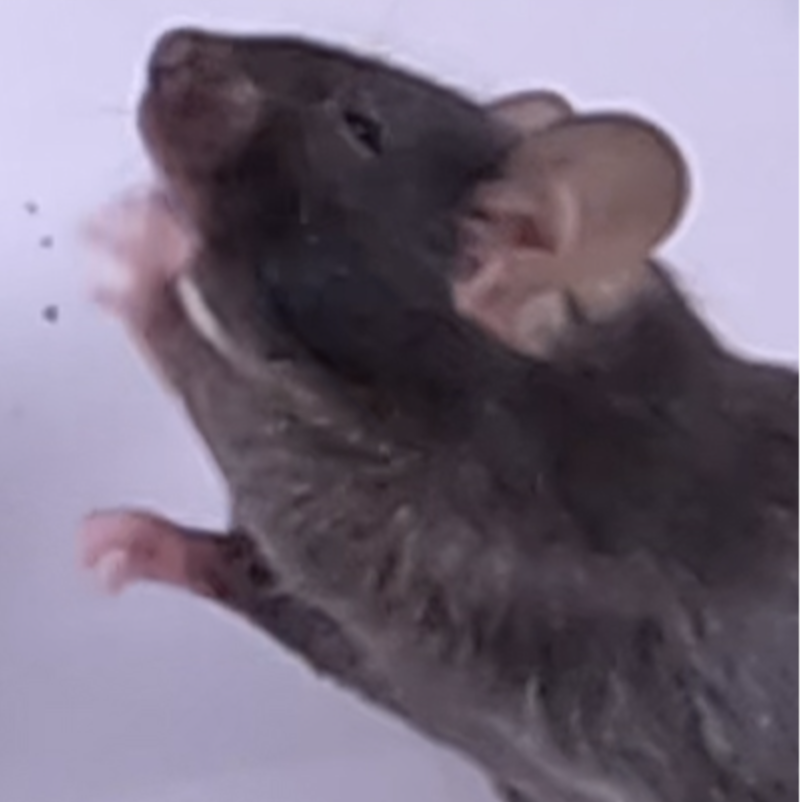 A mouse sneezes after exposure to PLpro.